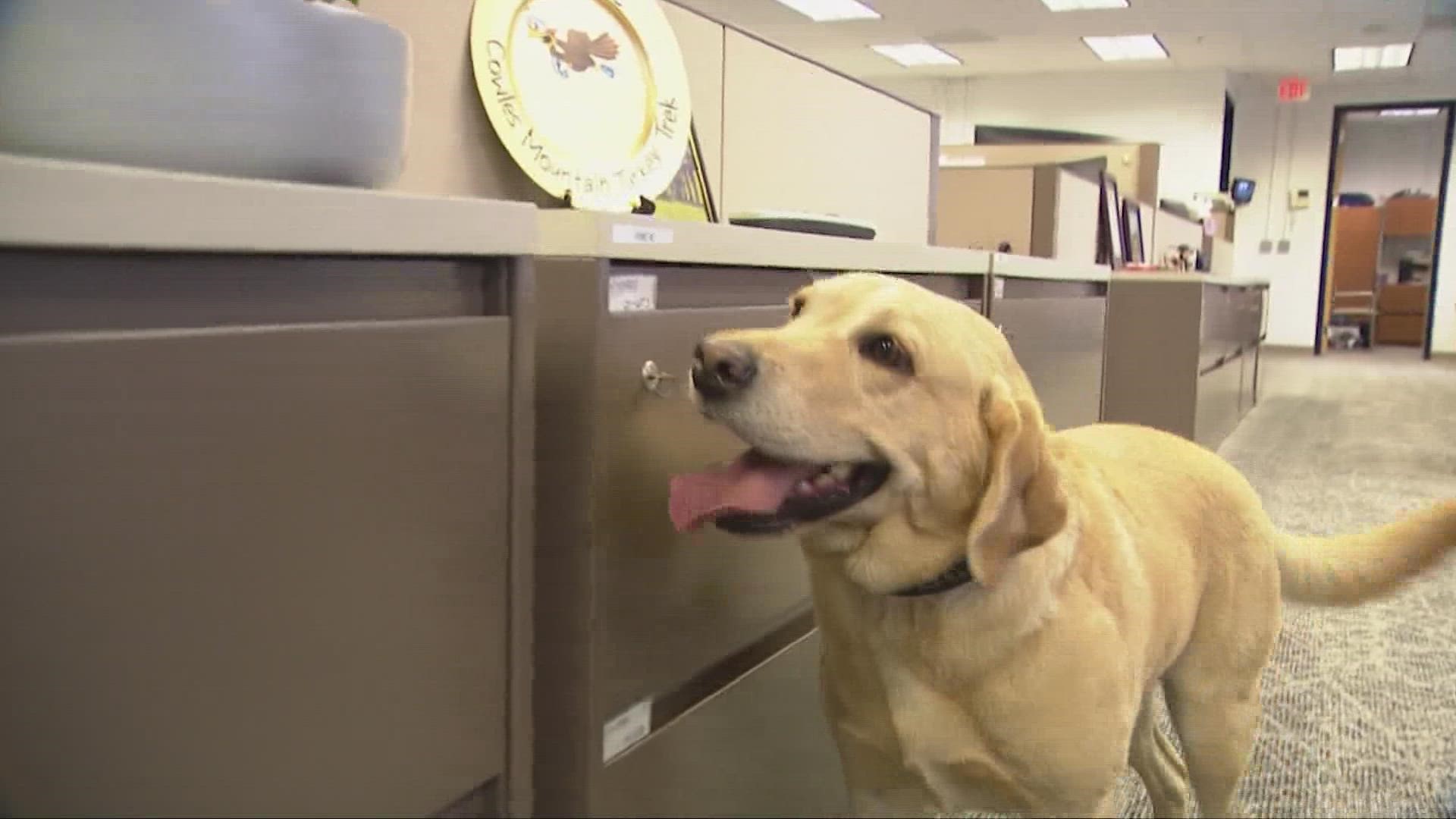 Willow, and electronic-detection dog, sniffs out anything law enforcement may have missed.