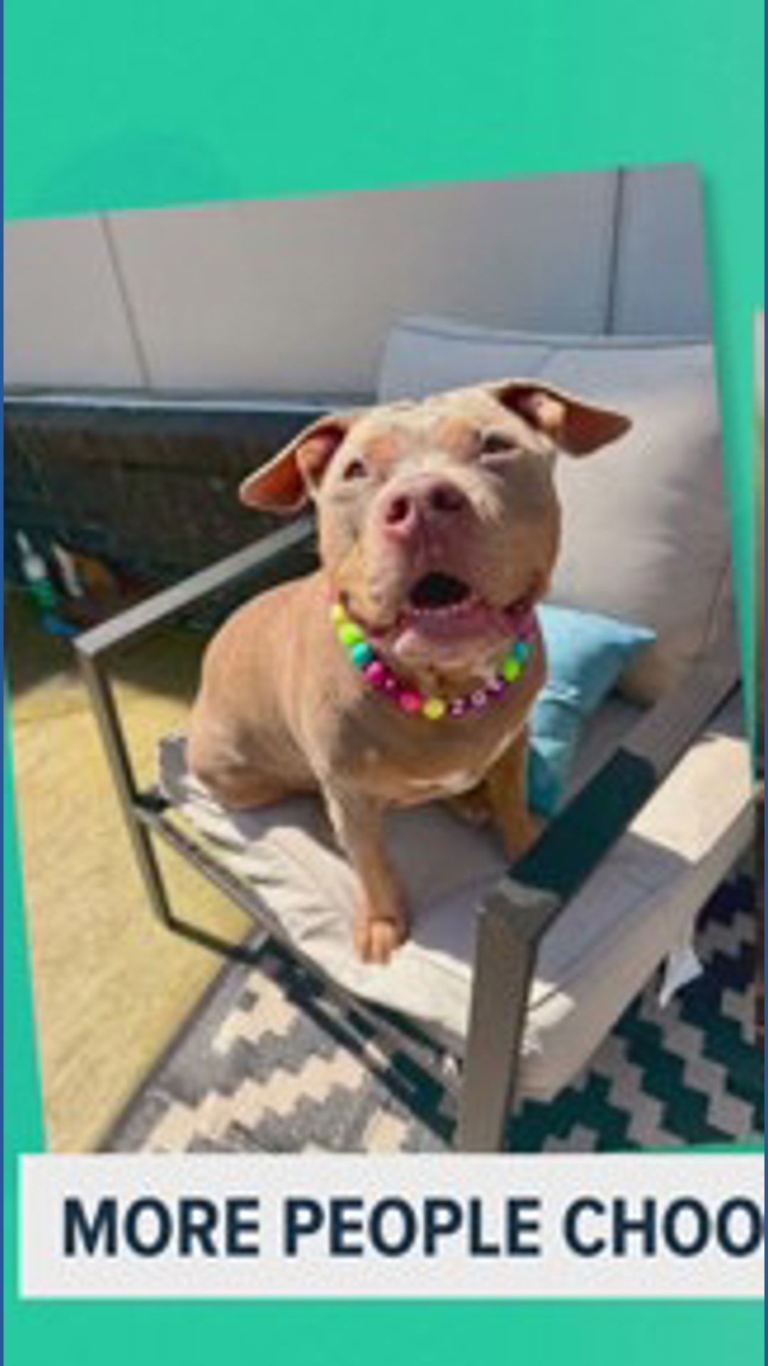 More Americans choosing pets over parenthood as fertility rate hits record low: Ready Pet GO!