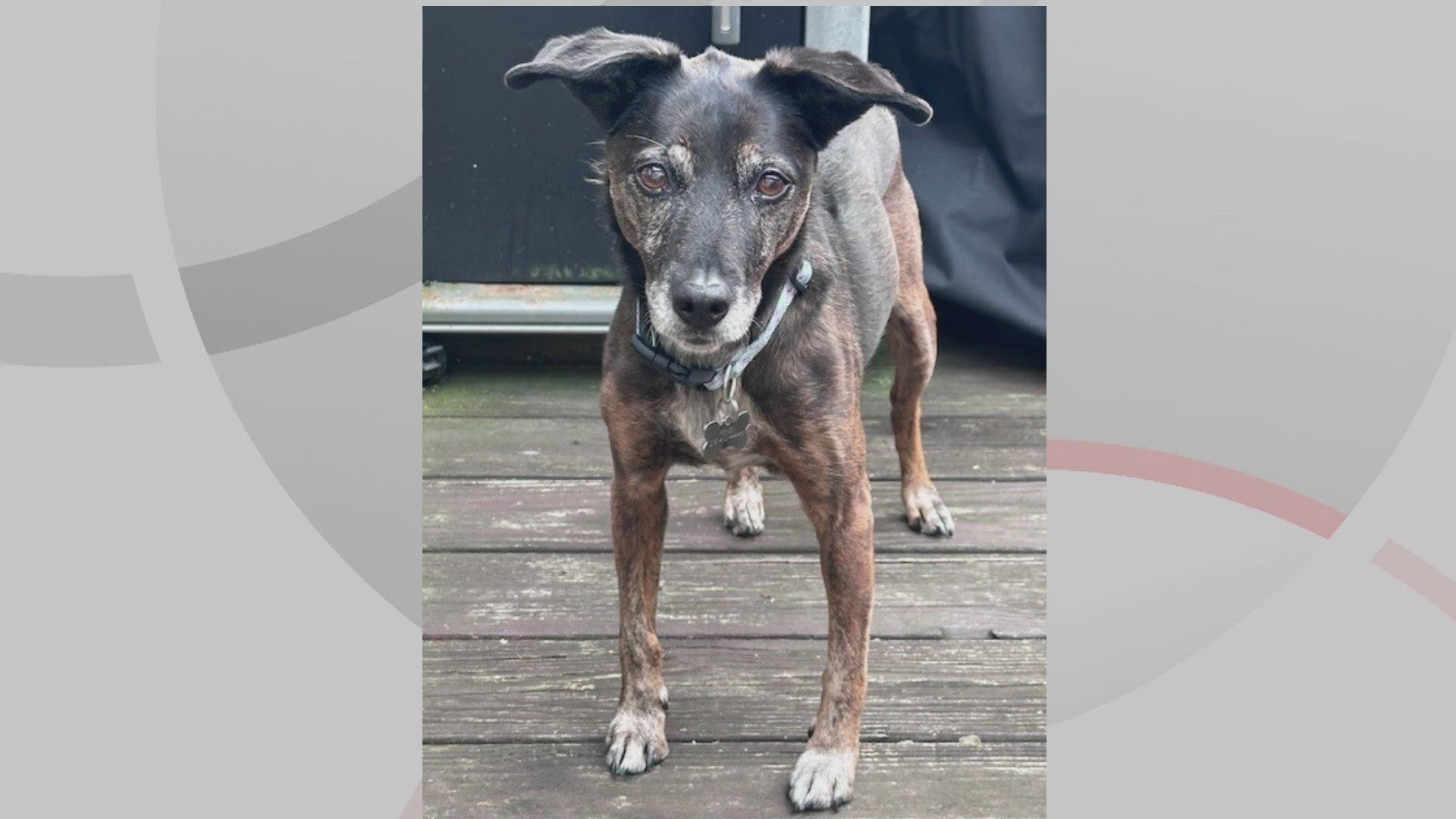 We’re introducing you to Fendi for this edition of Doggone Weather on Wednesday, Dec. 4, 2024. Thanks to Kelly, Caitlin and Colleen from Avon Lake for the picture.