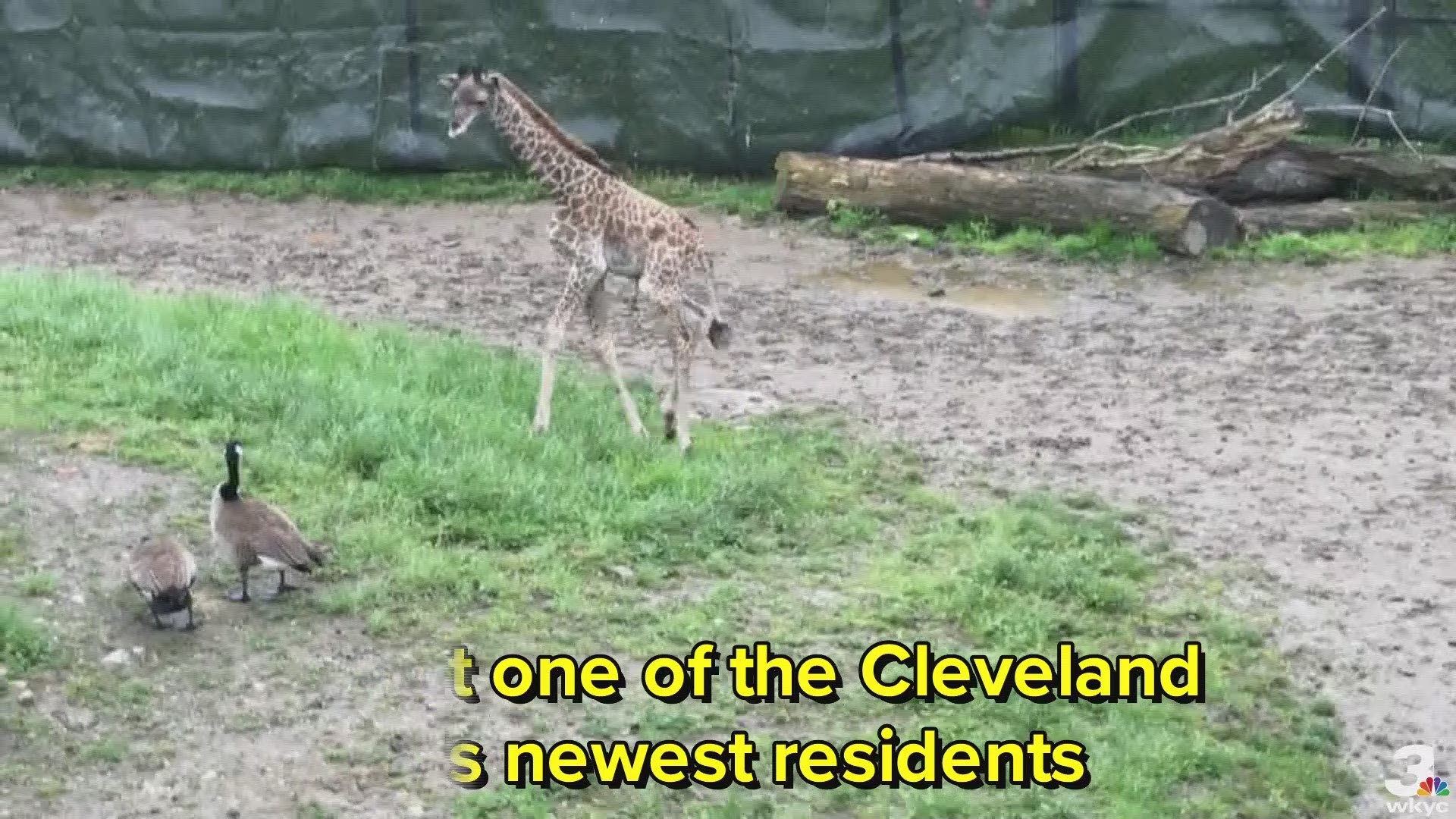 Meet one of the zoo's newest residents.