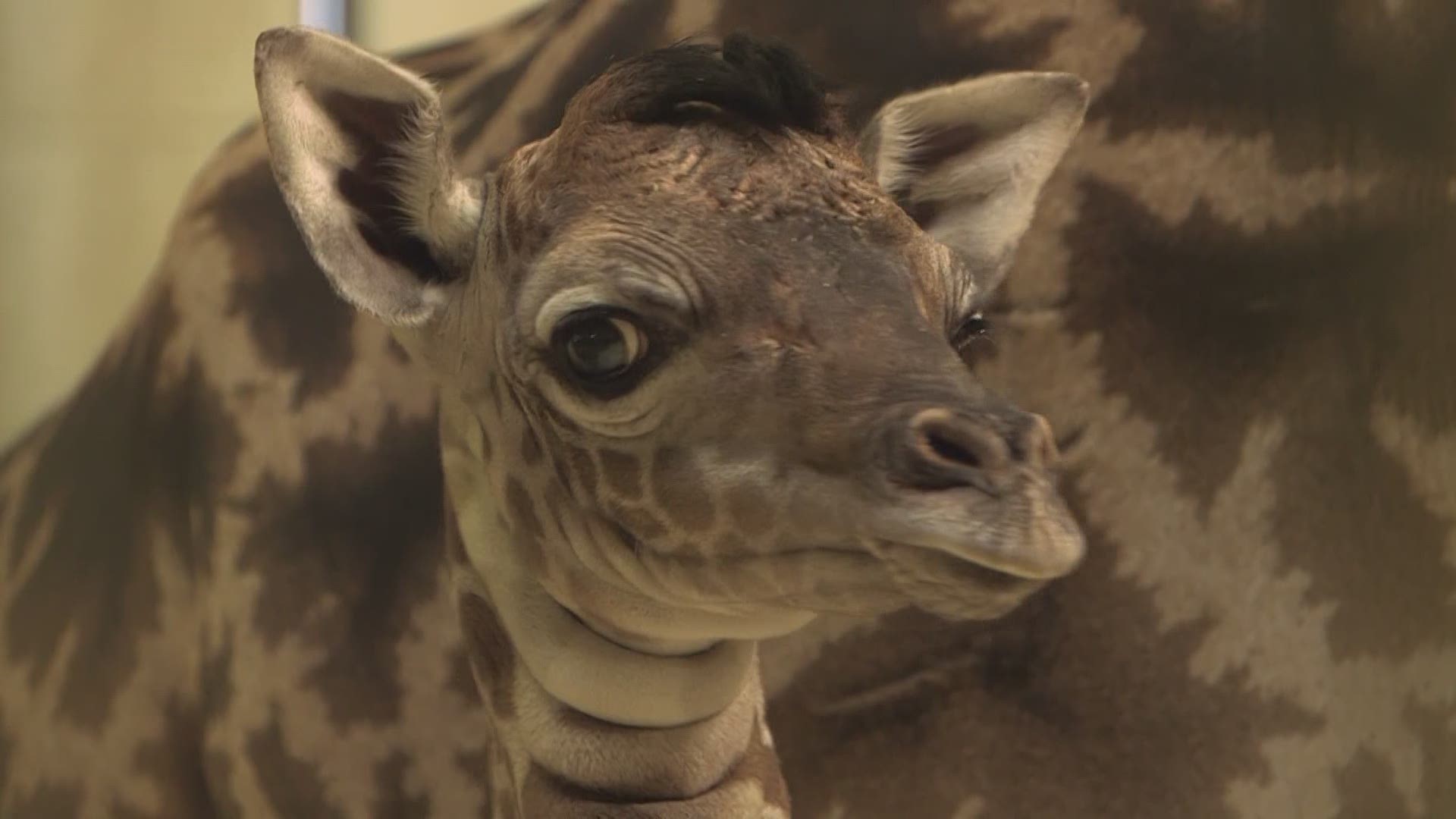 Oct. 22, 2020: So cute! There's a new baby giraffe at the Cleveland Metroparks Zoo -- and you now have the chance to help pick his name.