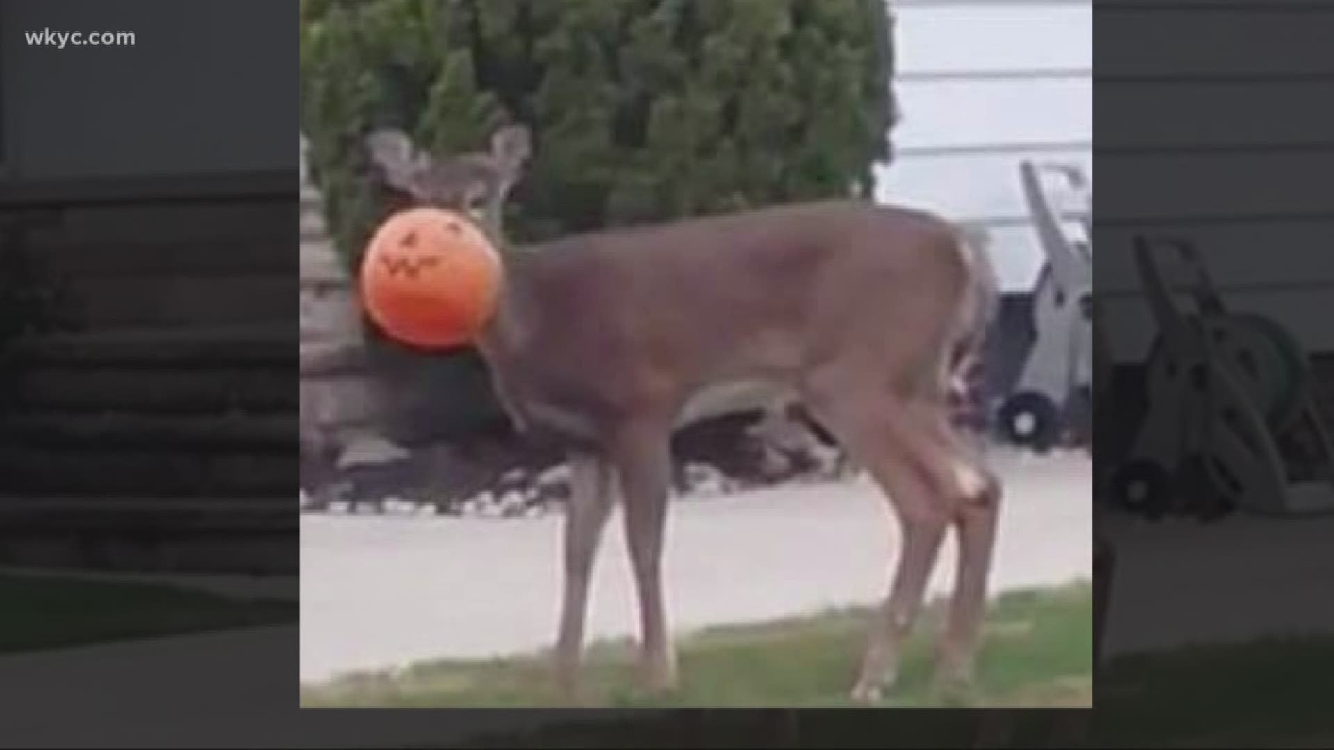 November 2017: A team of neighbors is working to help rescue a deer that has been running around South Euclid unable to eat because it has a plastic Halloween trick-or-treat pumpkin pail stuck on its face.