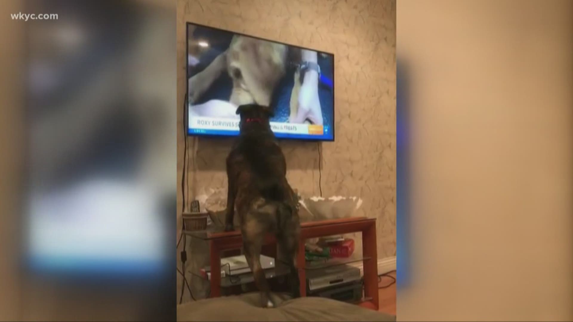 March 21, 2019: We love Roxy, our Wags 4 Warriors service dog in training, but she's clearly loved by our viewers, too. Shannon from Seville sent us this video of her dog Schuyler's excited response to seeing Roxy on TV.