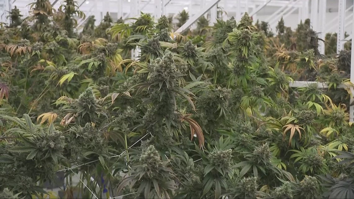 3 key marijuana developments for Ohioans to know before vote - Vimarsana News