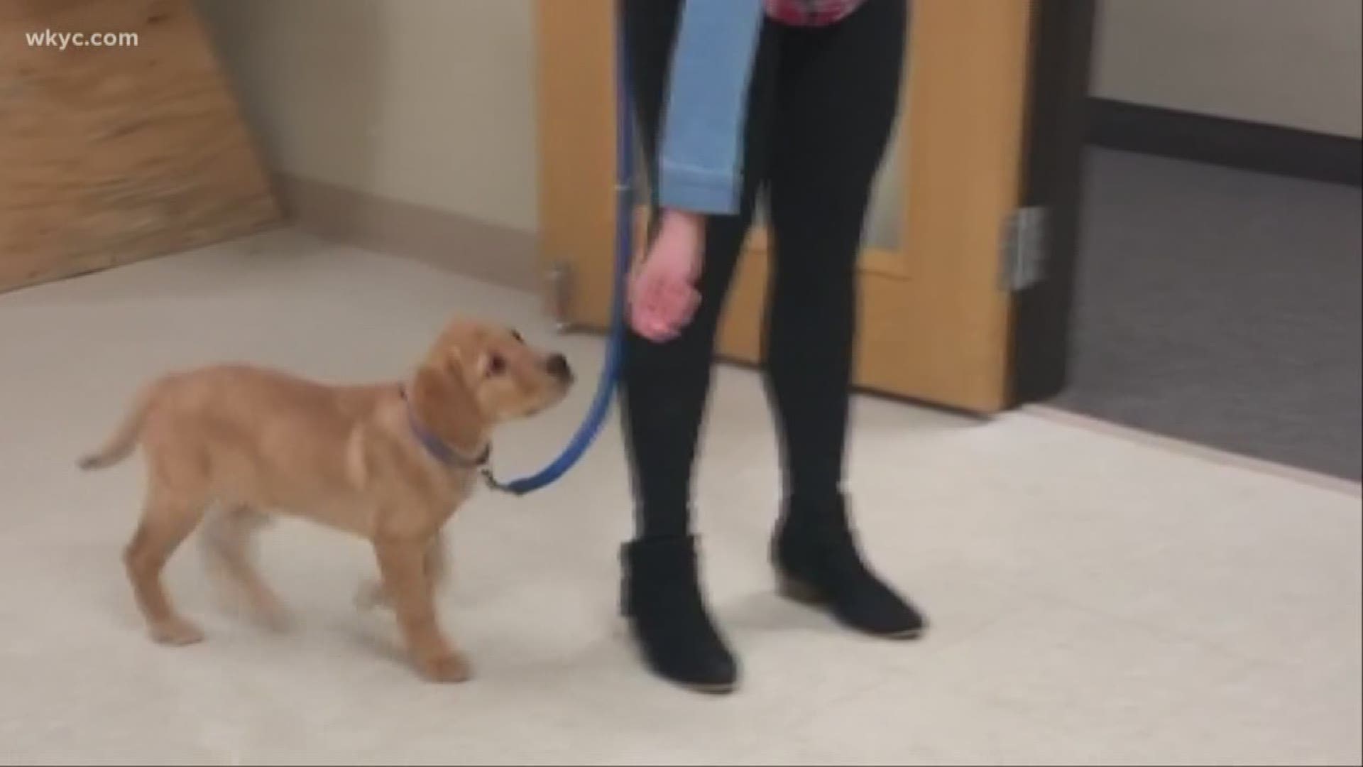 local puppy classes