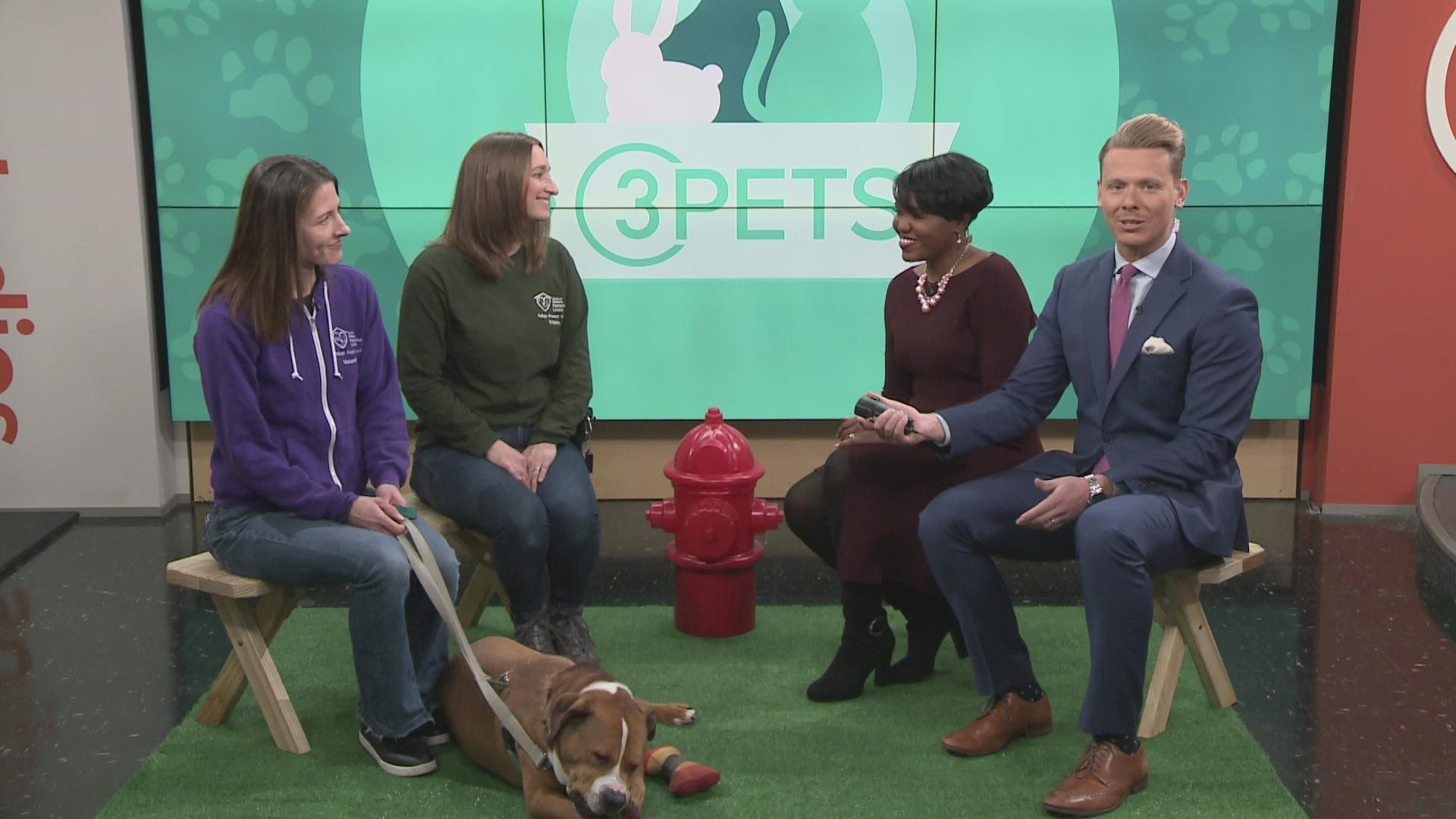 The Cleveland Animal Protective League (APL) visited 3News on Saturday to show off one of their precious dogs searching for a forever home!