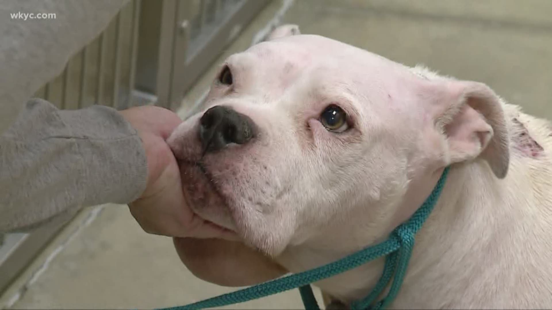 Abandoned dog Lucy to have surgery on Tuesday