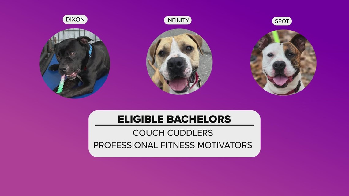 Ready Pet GO! Trumbull County Dog Pound launches 'Home for the