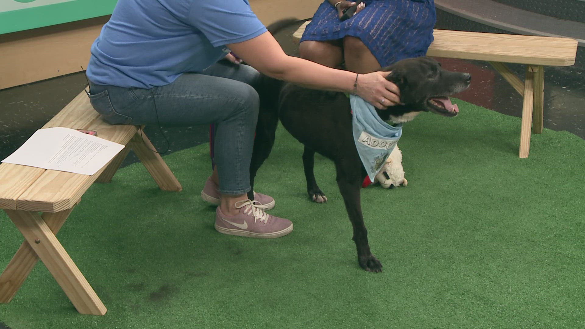 Meet Bentley! Our Pet of the Week is up for adoption at Lake Erie Labrador Retriever Rescue