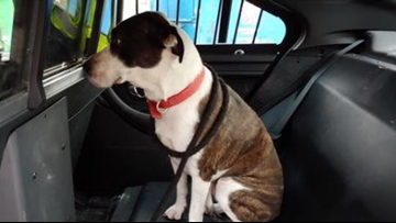 North Ridgeville Police Provide Temporary Foster Care For Dog