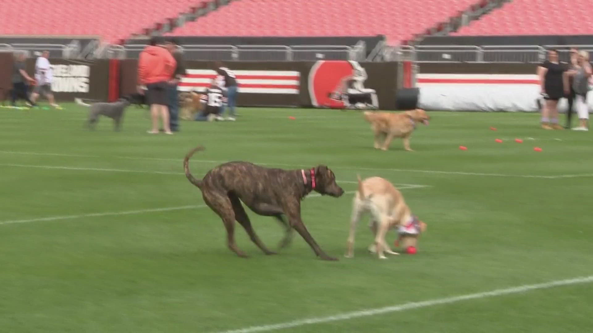 Dogs have been let loose inside the Dawg Pound. 3News' Mike Polk Jr. heads to Cleveland Browns Stadium to explore.