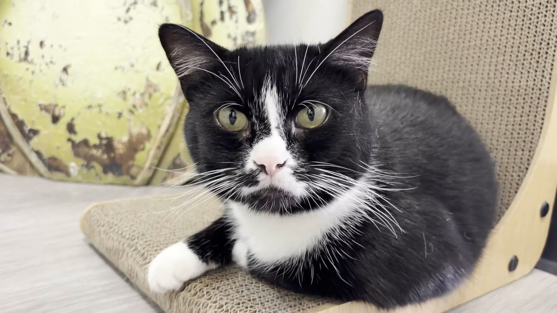 'We're not going to give up': 9 cats still missing after escaping from Uniontown rescue facility