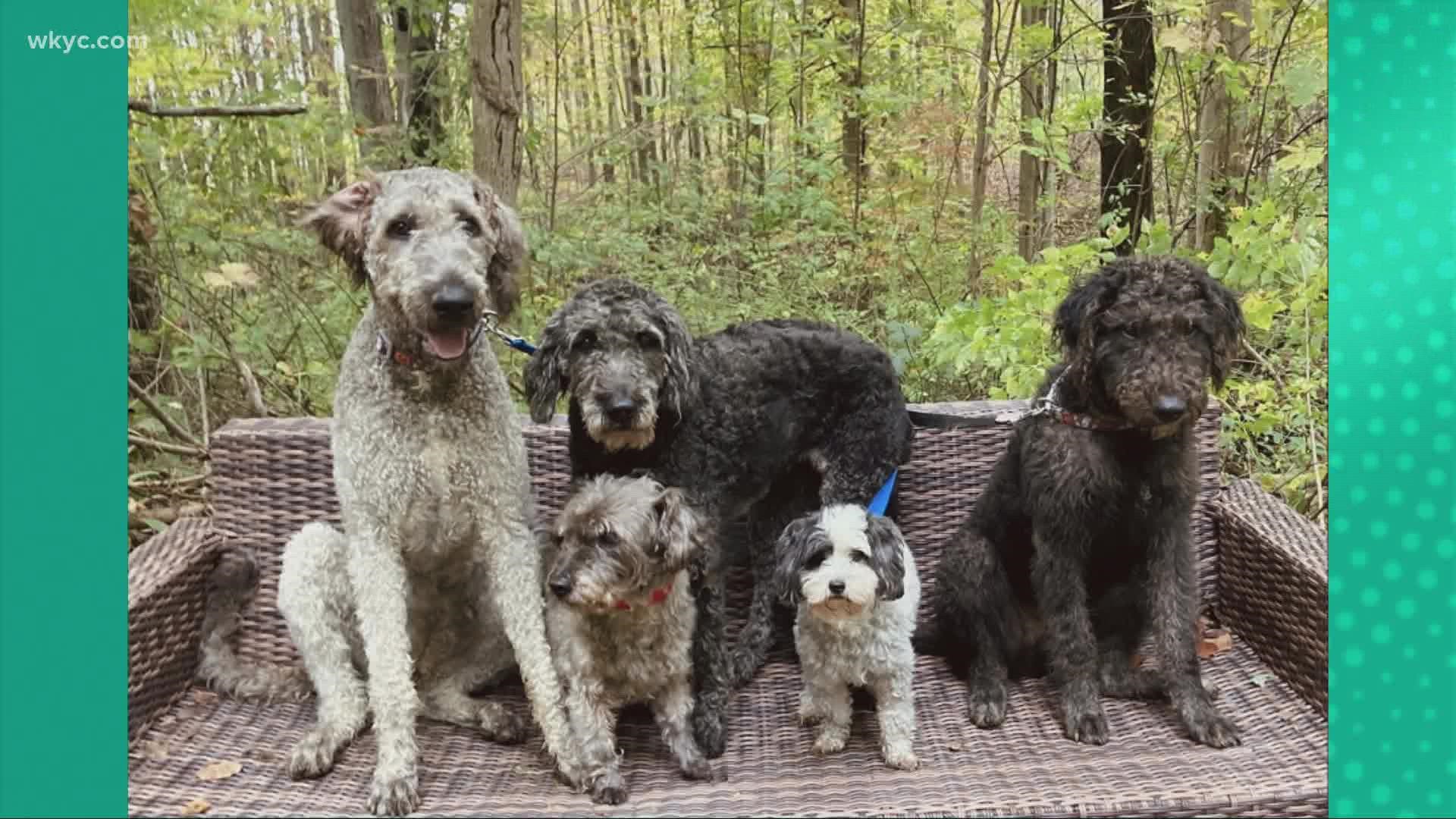 Doggone Weather: Nala, Scruffy, Maggie, Oreo, & Tucker.