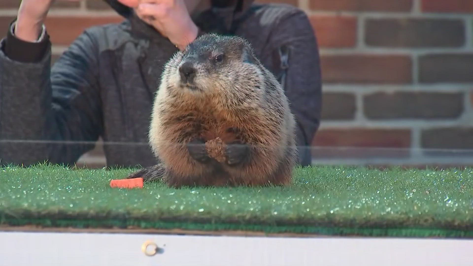 Both Punxsutawney Phil and Buckeye Chuck are predicting an early start to spring after neither saw their shadow on Groundhog Day early Friday morning.