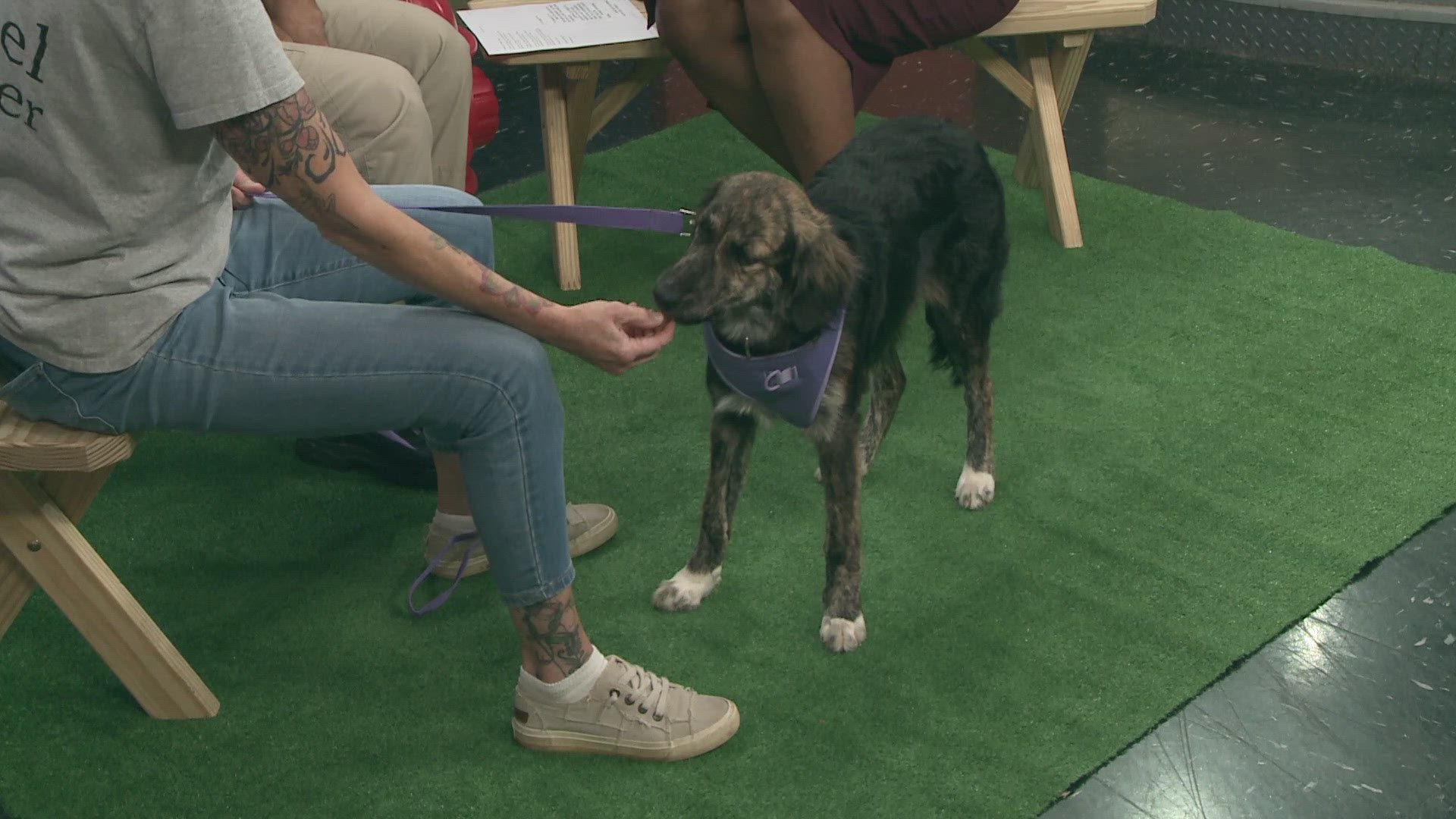 Geauga County Dog Warden Matt Granito and Cherie Rosenberger introduce us to Rosalita, an Australian Shepard/Collie mix looking for her forever home.