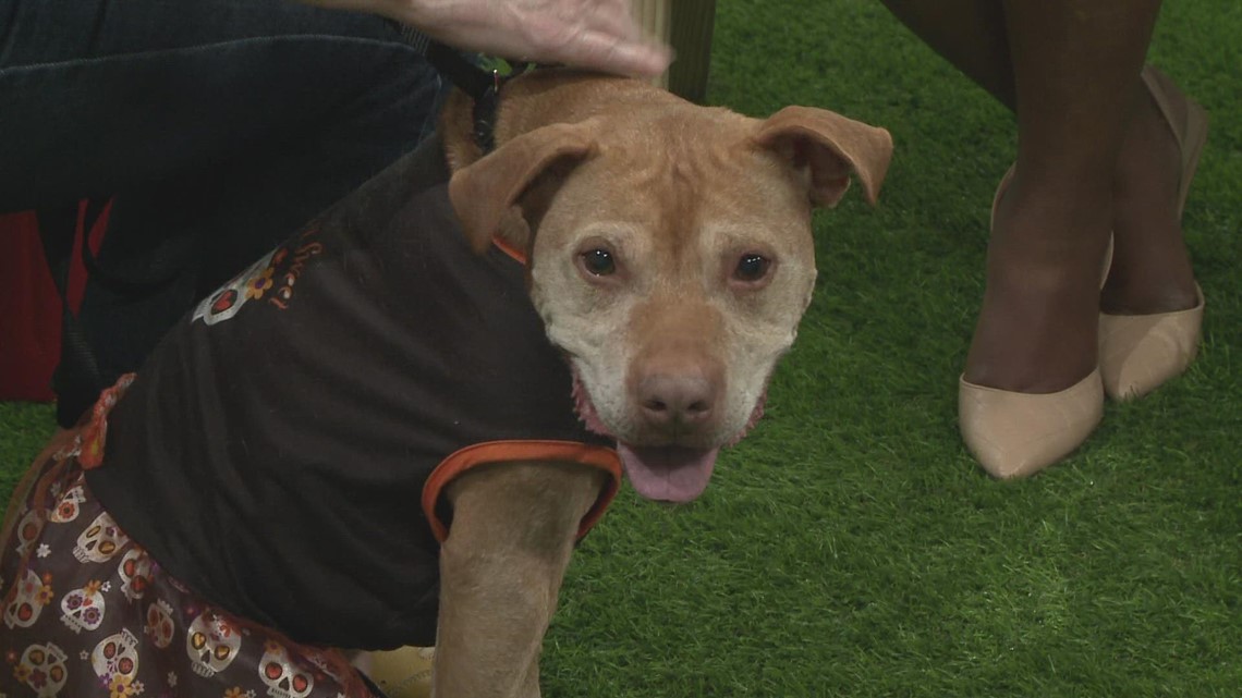 Ready Pet Go! Meet Kerry from Euclid Animal Shelter