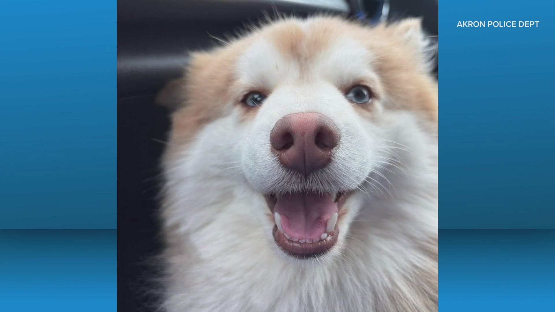 'Joyful reunion': Missing Akron dog Zeus reunited with owner after 7 ...