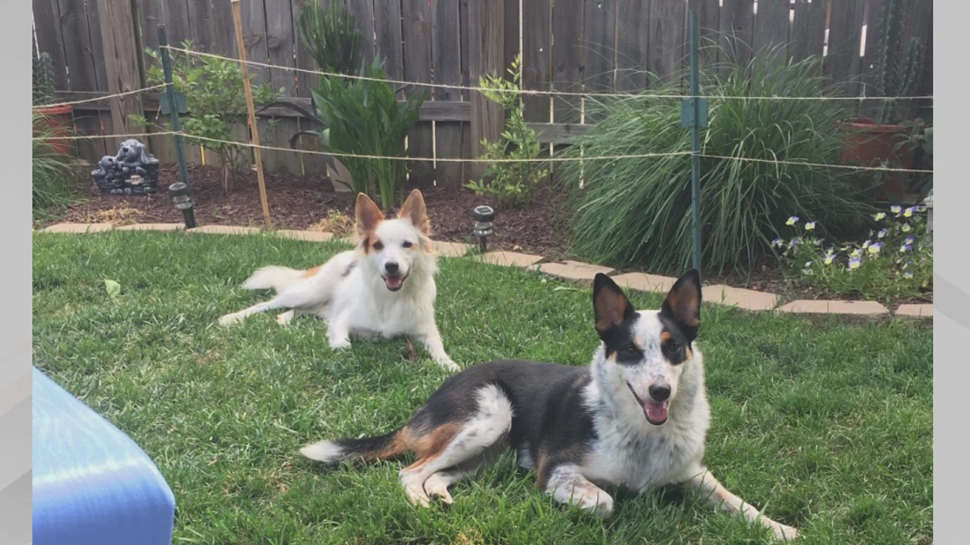 Doggone Weather: Maci & Brantley