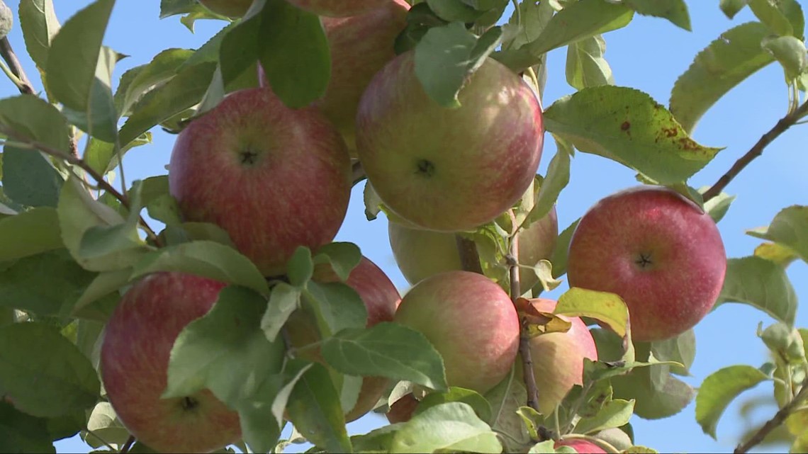 Apples- Honeycrisp — Sun Orchard Apples