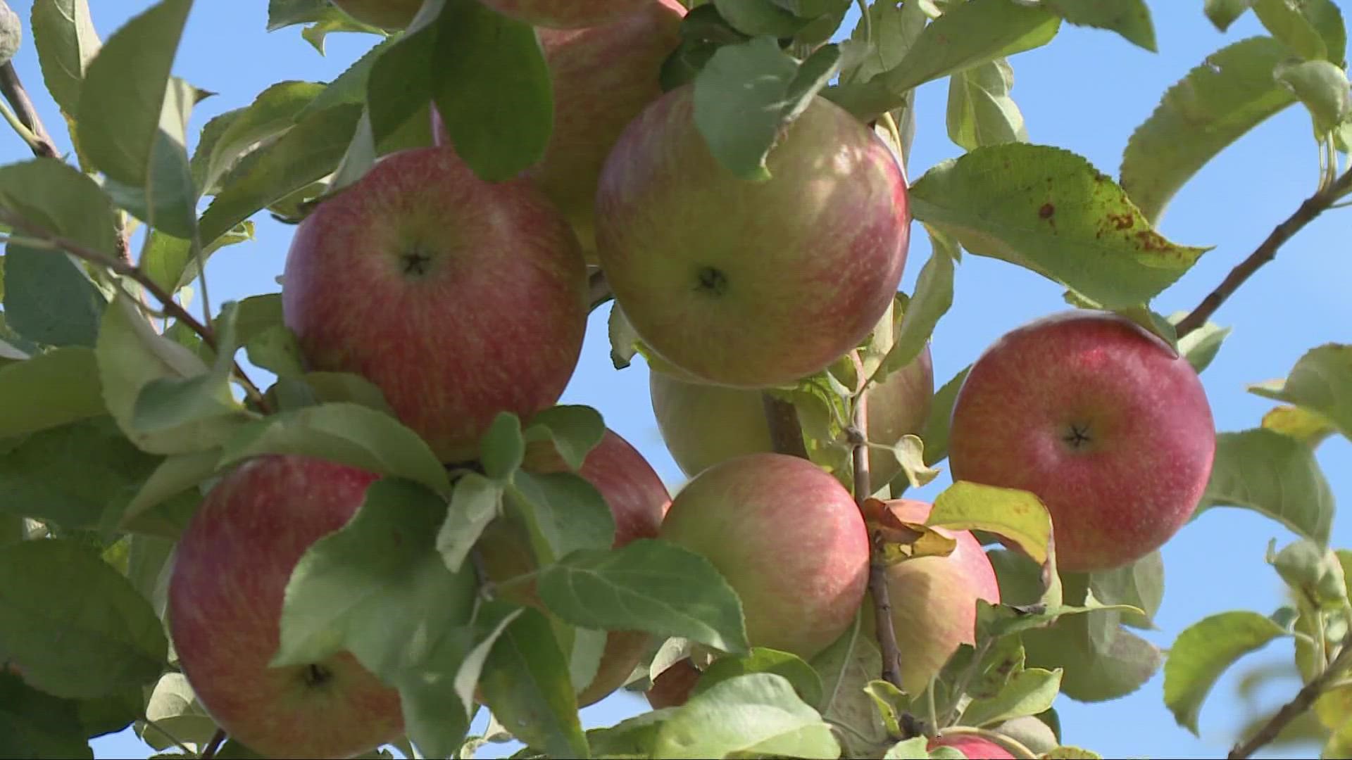 Rittman Orchards is offering pick-your-own for Honeycrisp apples this weekend, with more varieties later in September.