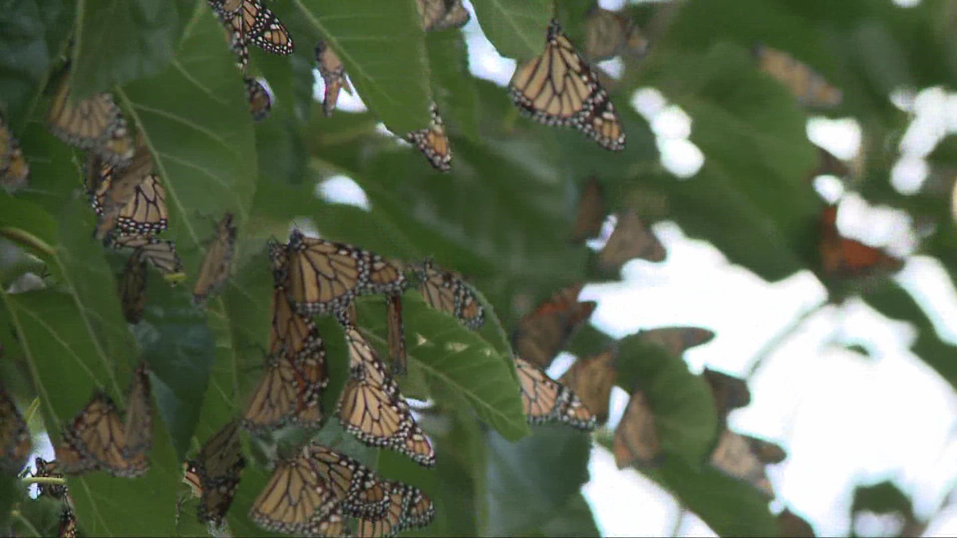 From monarch butterflies to turkey vultures, the trek to warmer climates has begun
