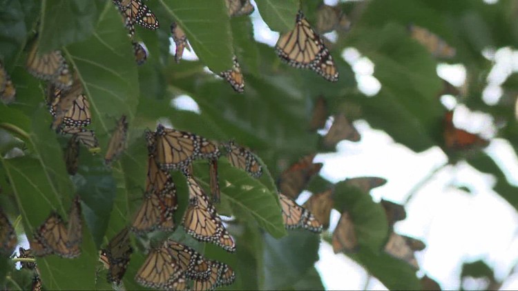 Monarch butterflies visit the 3News property before their great migration south