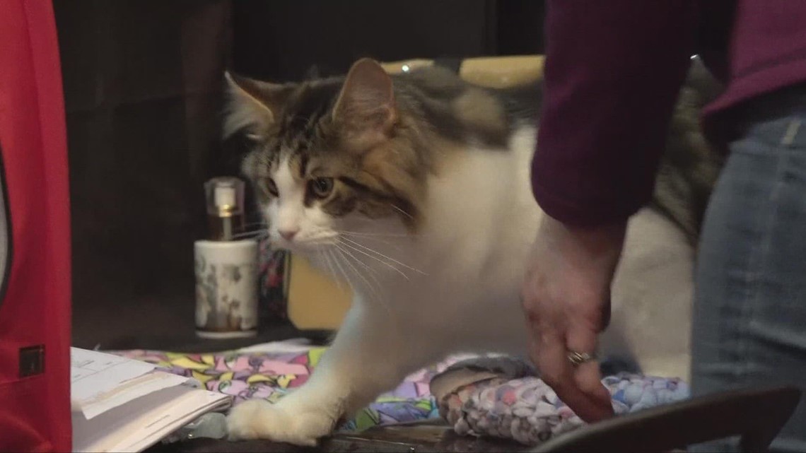 Mike Polk Jr. checks out CFA All-Breed Cat Show at I-X Center - Vimarsana News