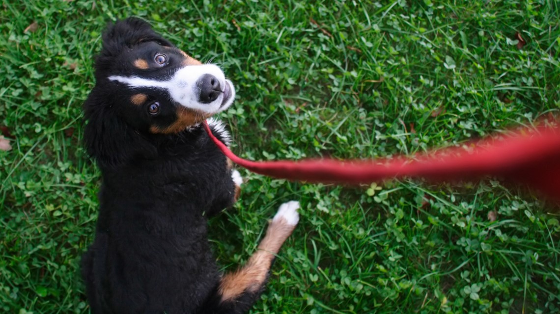 Cleveland Browns Help 82 Ohio Puppies Get Adopted, Look At Them!!!