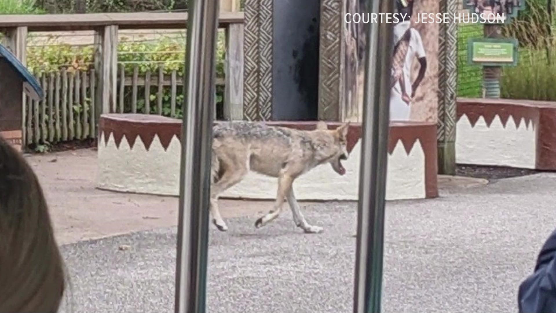 How a wolf escaped its enclosure at Cleveland Metroparks Zoo | wkyc.com