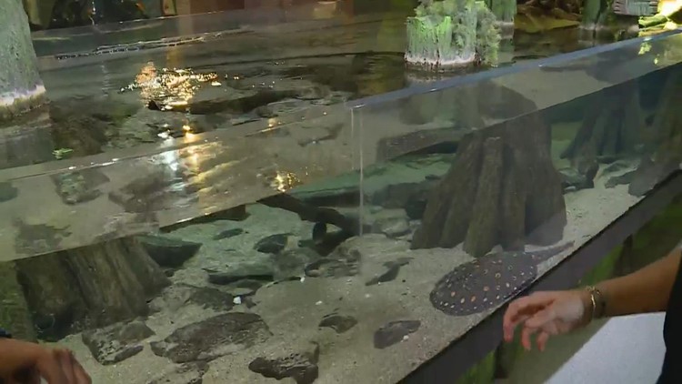 Greater Cleveland Aquarium offers indoor fun during cold winter months
