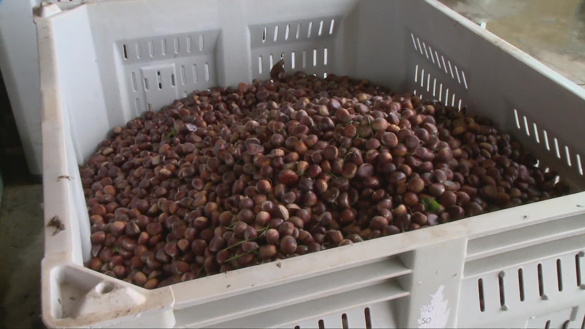 At Route 9 Cooperative Farm, you can pick chestnuts for the farm or for your family and explore the uses of this versatile nut.