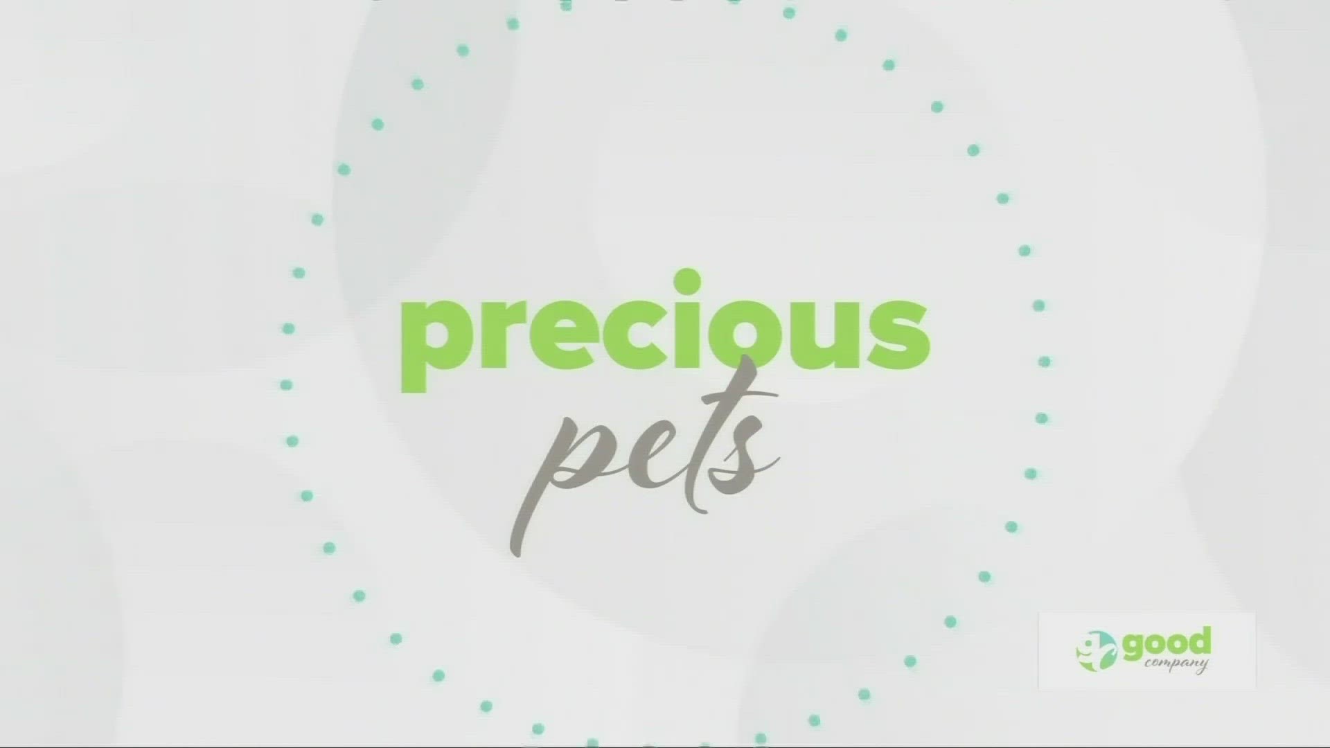 Joe talks with Kristen Levine aboutshowing our pets extra love in National Pet Month! Sponsored by: Slickdeals, iRobot, Project Watson and Banfield Pet Hospital