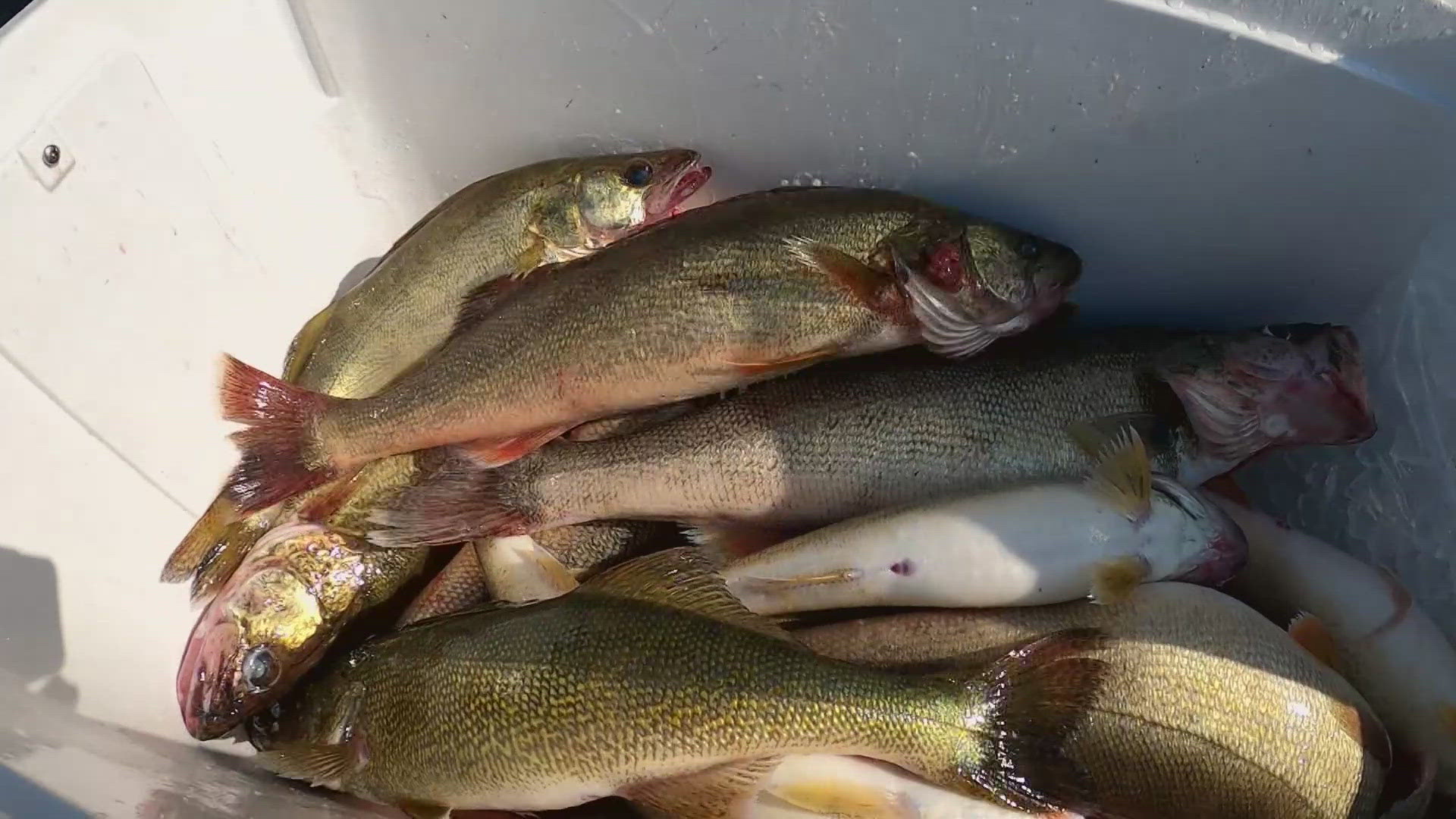 Yellow perch hatches were above average, while walleye were at their lowest since 2016.