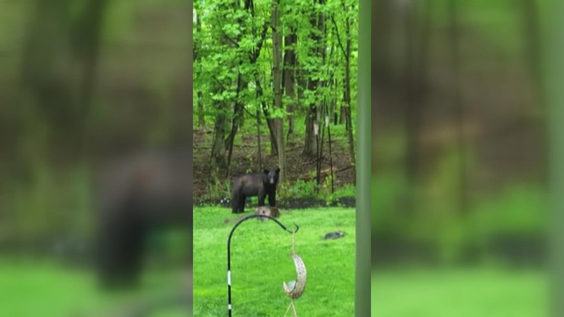 Black bear spotted in Madison Township yard