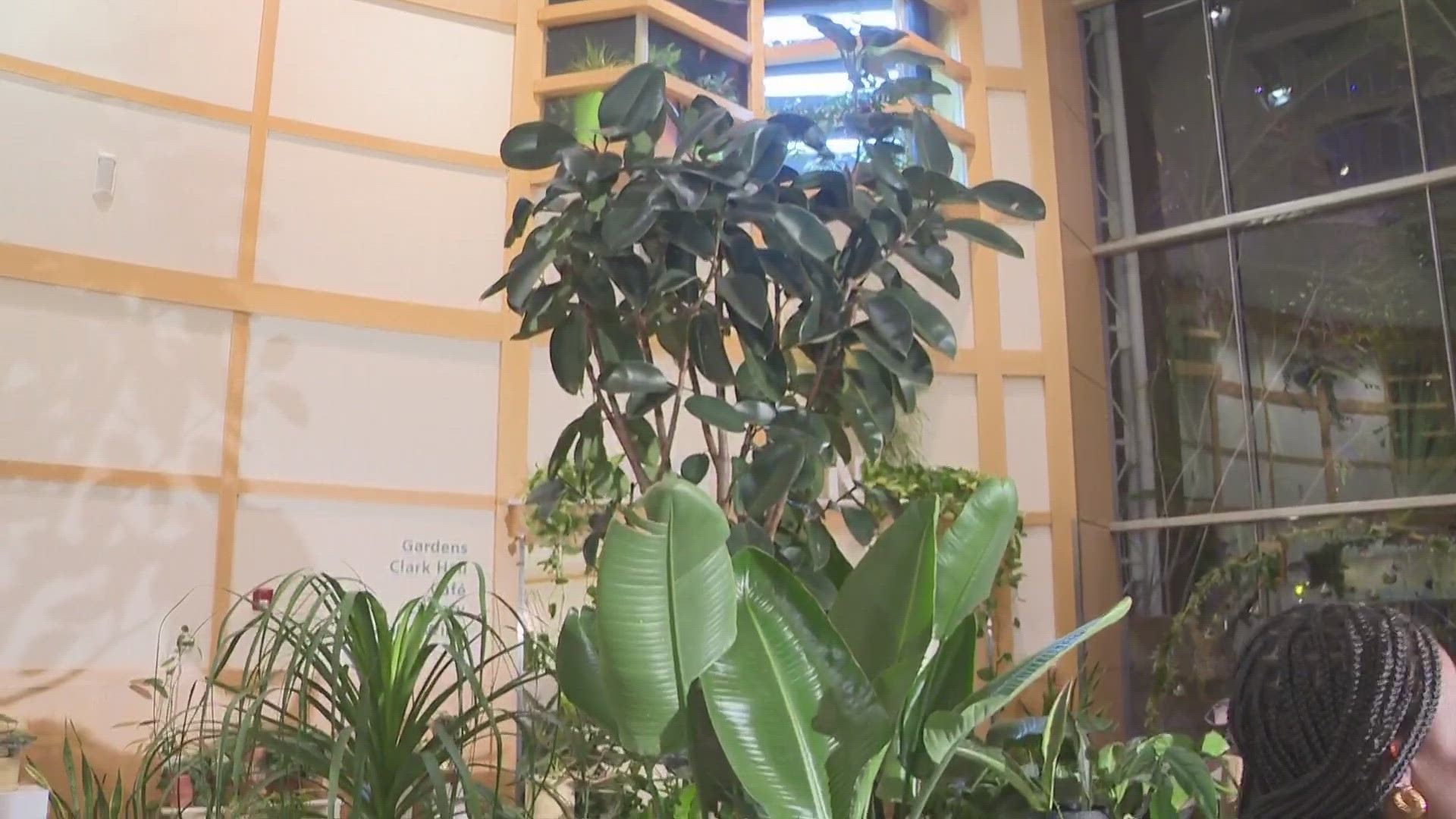 We're exploring the house plant exhibit at the Cleveland Botanical Garden with 3News' Kierra Cotton.