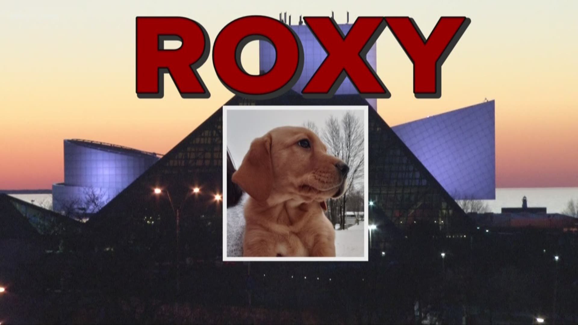 Feb. 12, 2019: For the last few days, you’ve been voting to pick the perfect name for our new puppy, which is joining the Channel 3 team through a partnership with Wags 4 Warriors. The results are in, and the winning name is… Roxy! Her name is a salute to the Rock and Roll Hall of Fame.