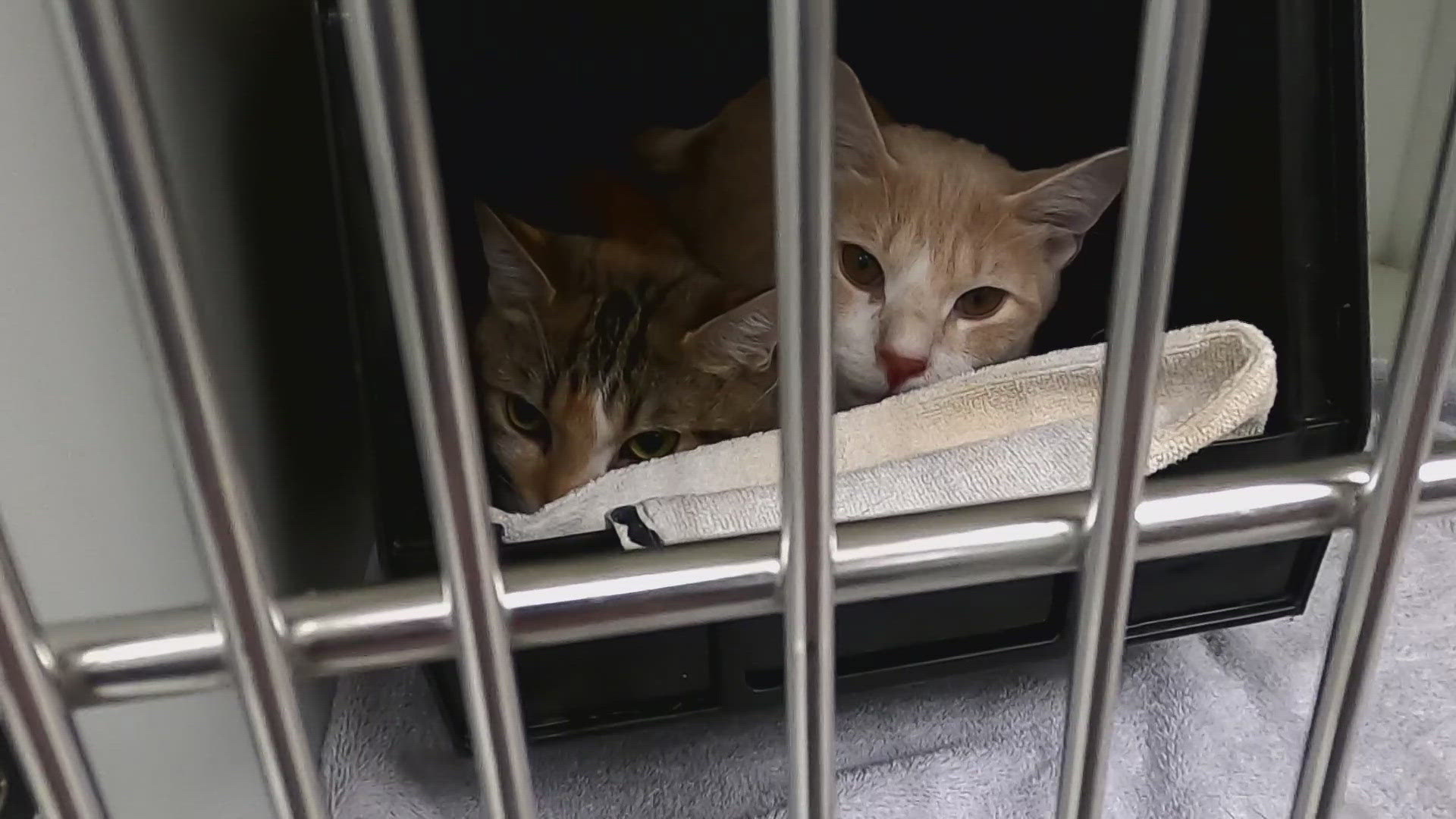 The annual campaign runs from Aug. 10 to Sept. 10. Over 20 shelters in Northeast Ohio are teaming up with WKYC to help pets find a new home.