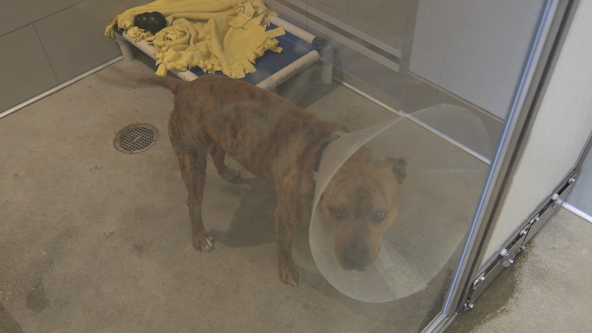 FIRST LOOK City of Cleveland opens new kennel