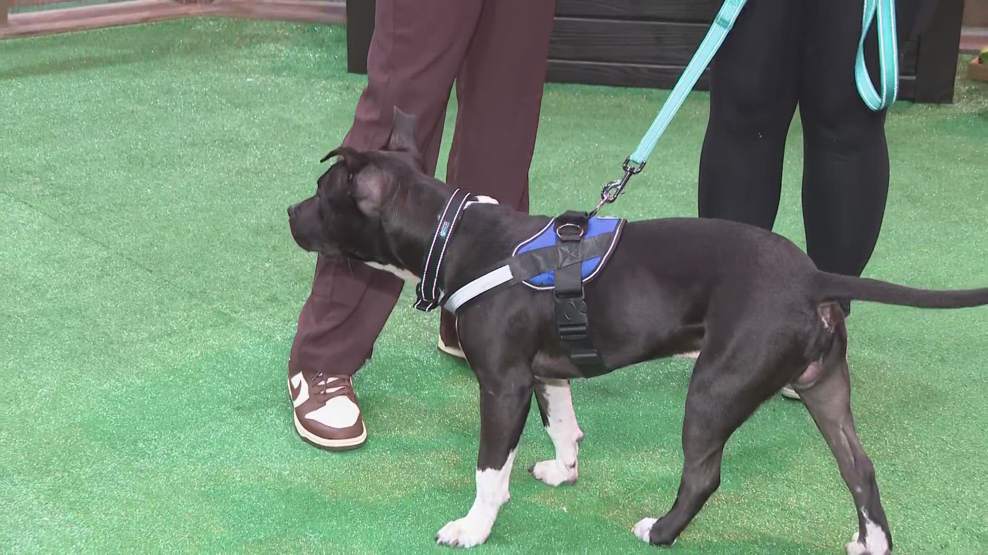 Pets are up for adoption at the Cleveland Auto Show.