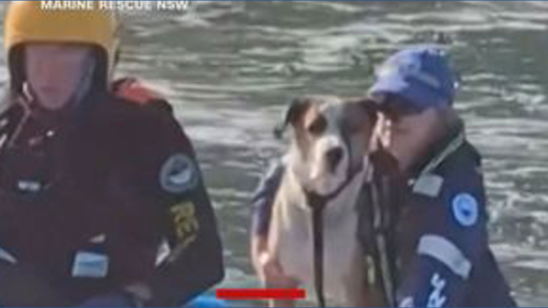 Crews save dog swept out to sea | wkyc.com