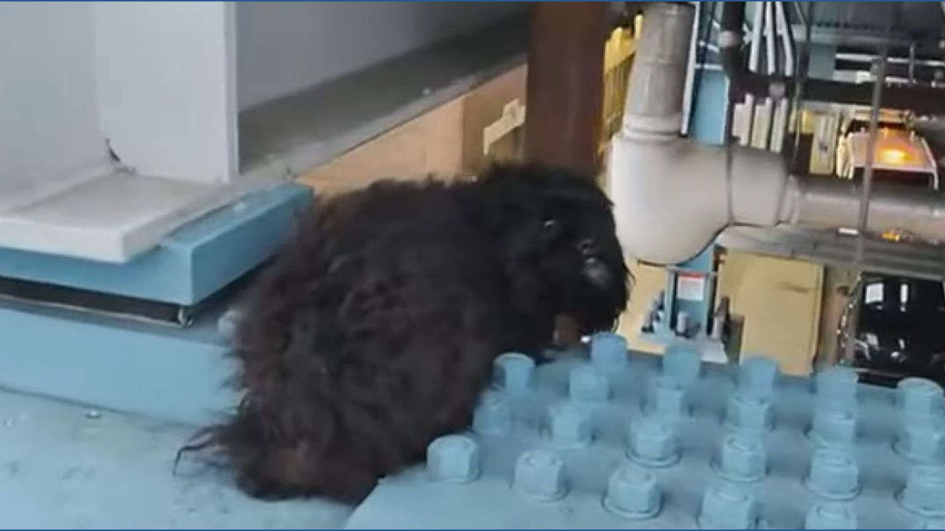 Small dog rescued from train track support beam in Philadelphia | wkyc.com