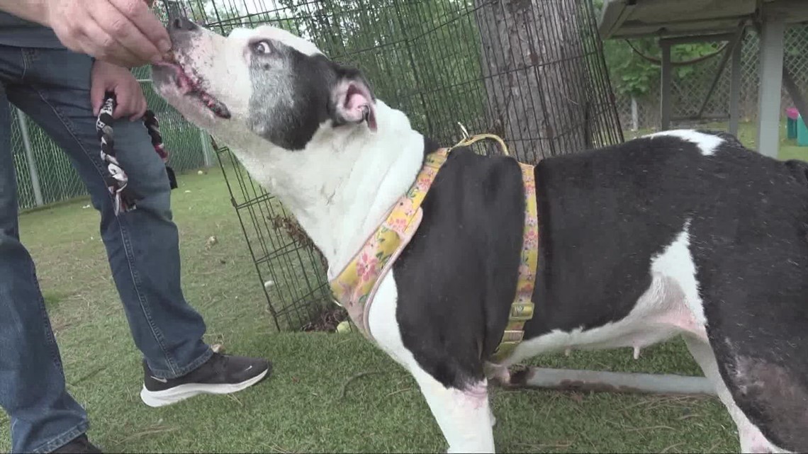 'Loveable China' is ready to trade in shelter life for her forever home