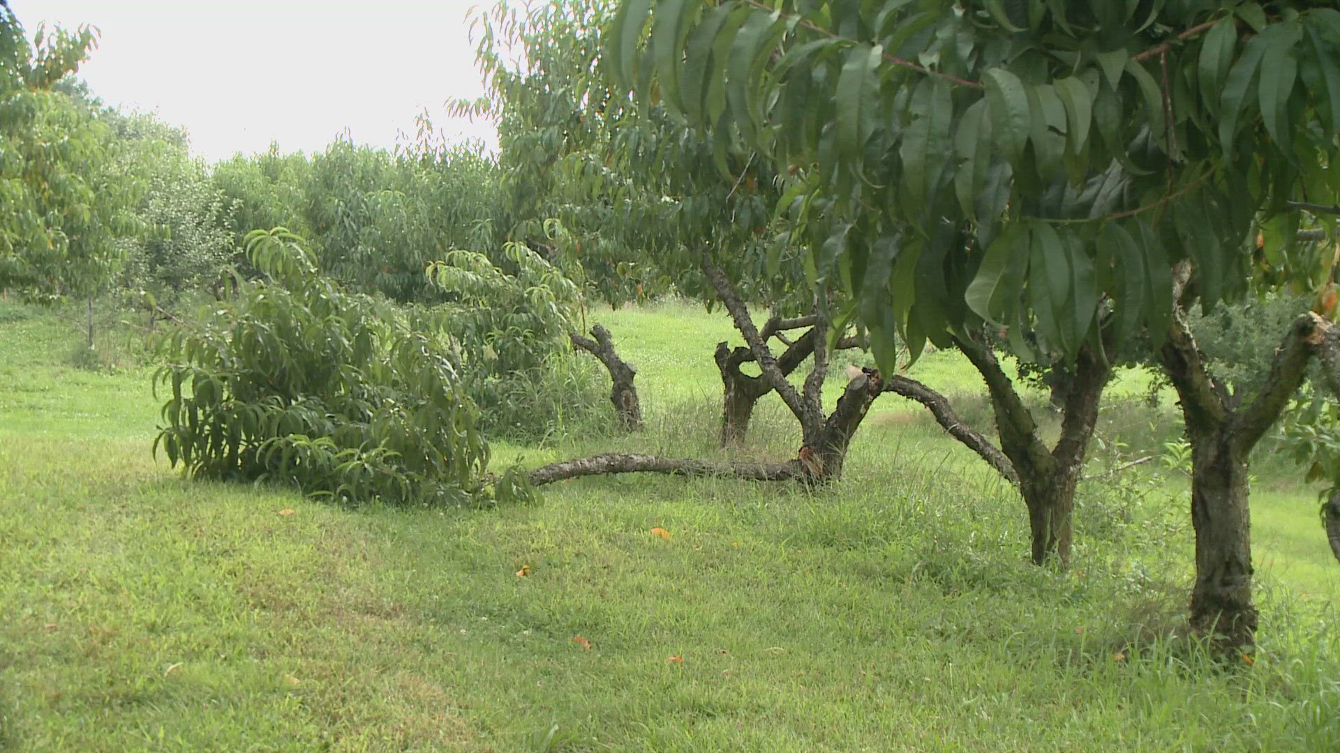 Beckwith Orchard's peach trees lost limbs laden with fruit. Thankfully for the orchard, it could have been much worse than it was.