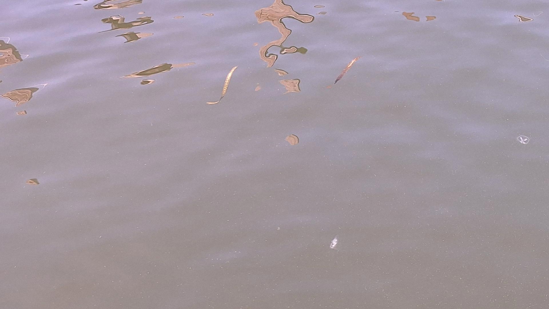 Researchers say the non-native creatures are harmless to humans and Lake Erie’s ecosystem.