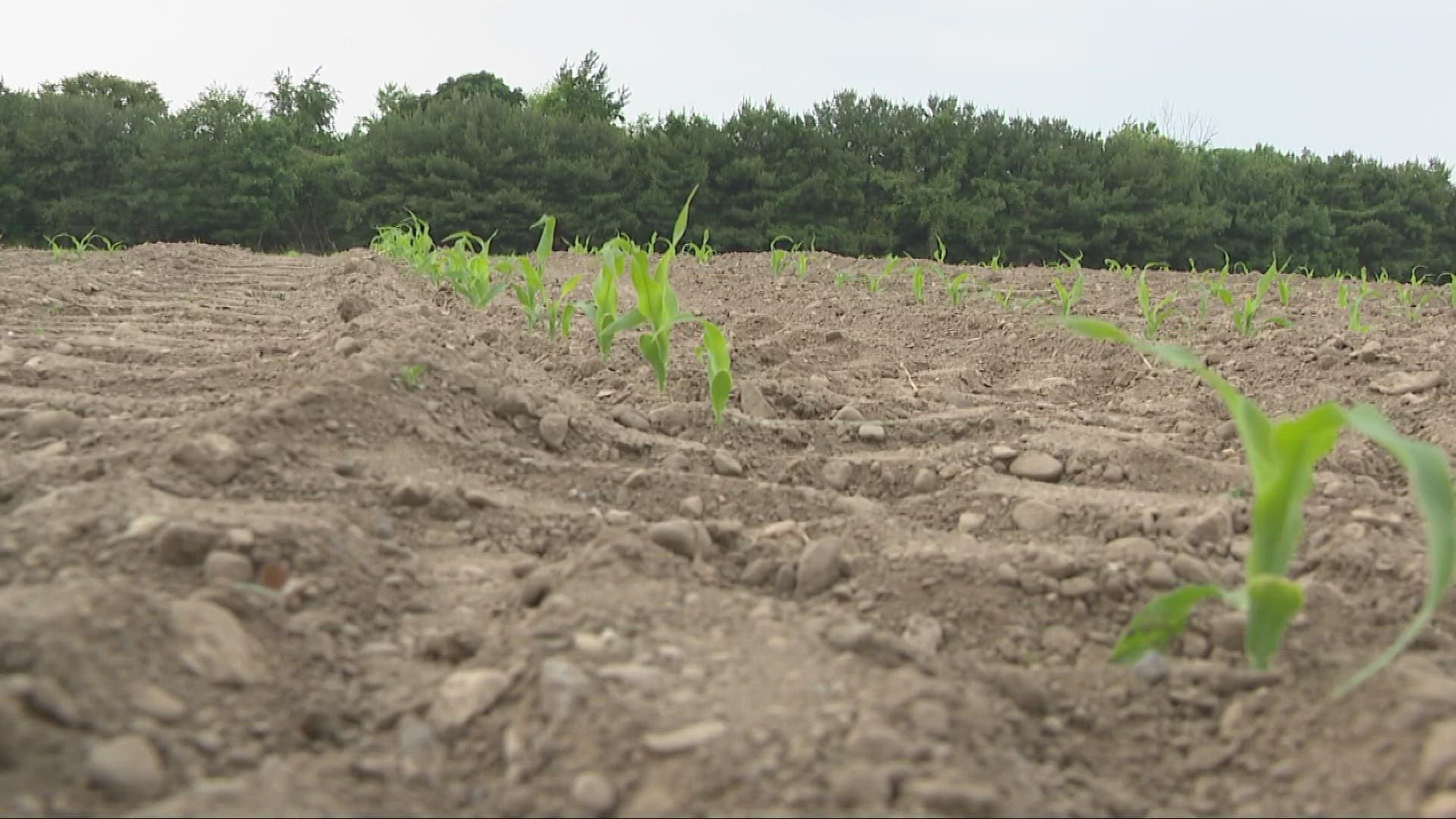 Those in the region admit their crops could be smaller due to the dry weather.