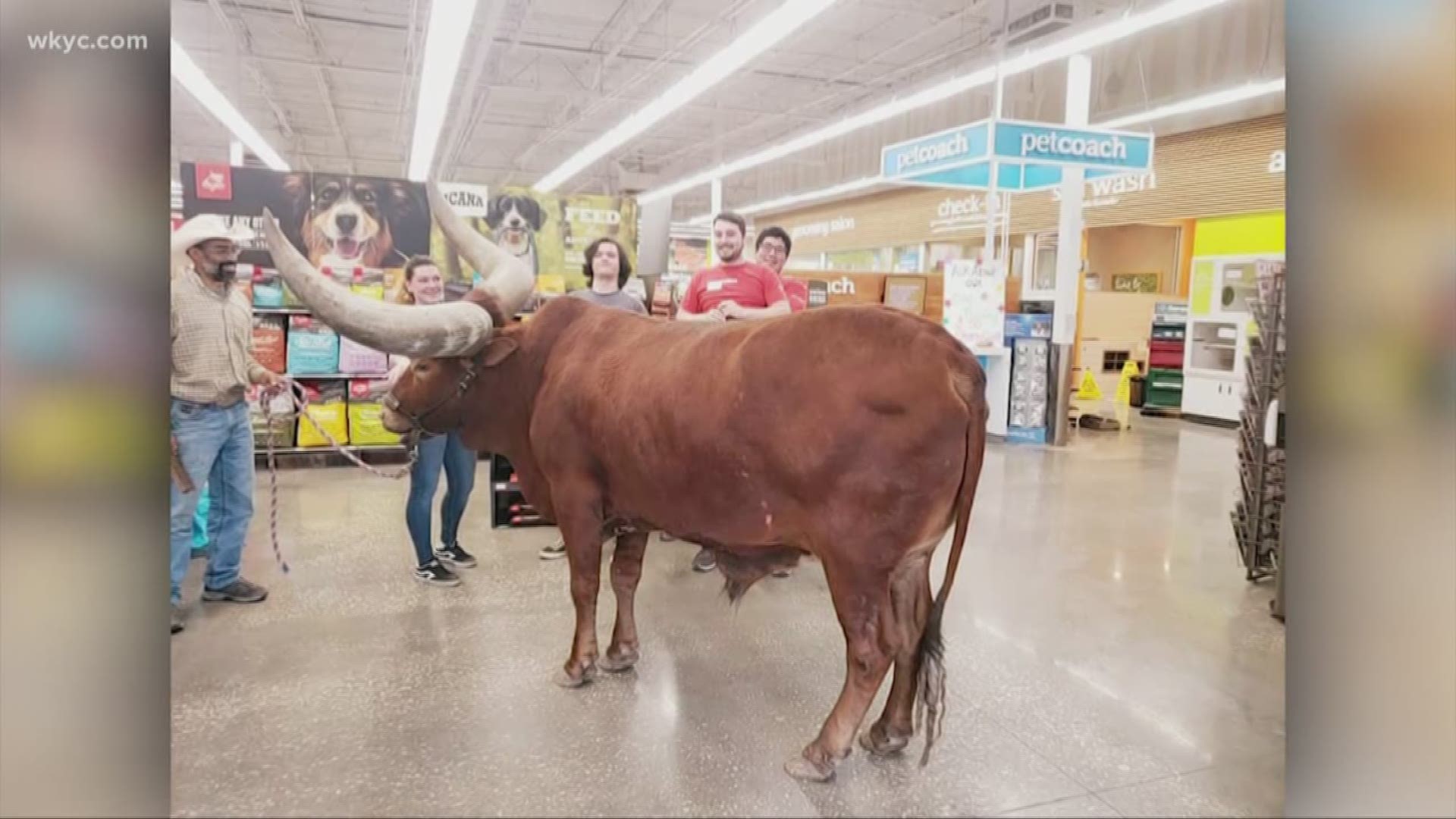 Petco steer on a sale leash