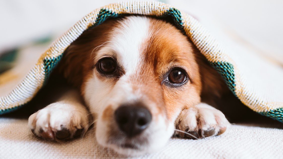 Is it OK to let pets sleep in your bed? Here's what experts say