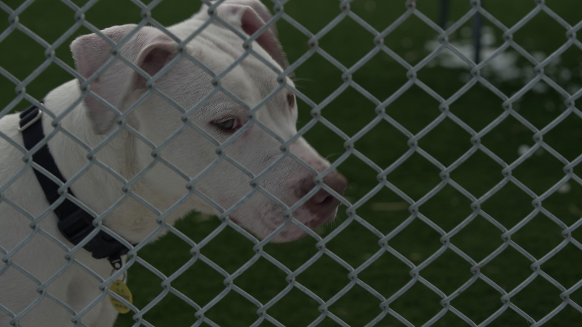 FIRST LOOK City of Cleveland opens new kennel