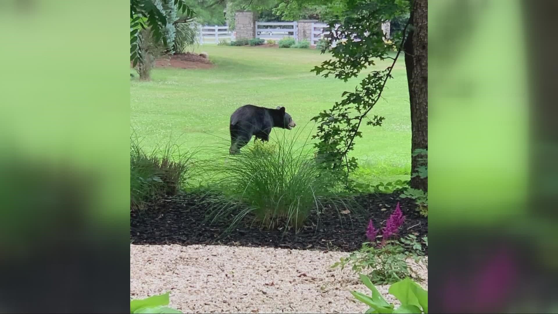 'Please remember to not feed the bear or approach it,' Norton Police warn on Facebook.