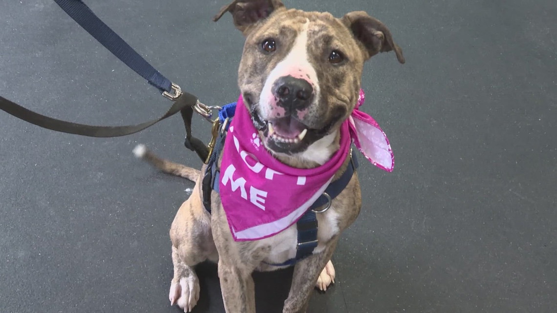 Cold Nose Companions in Chardon gives shelter dogs gift that lasts a lifetime: Ready Pet GO!